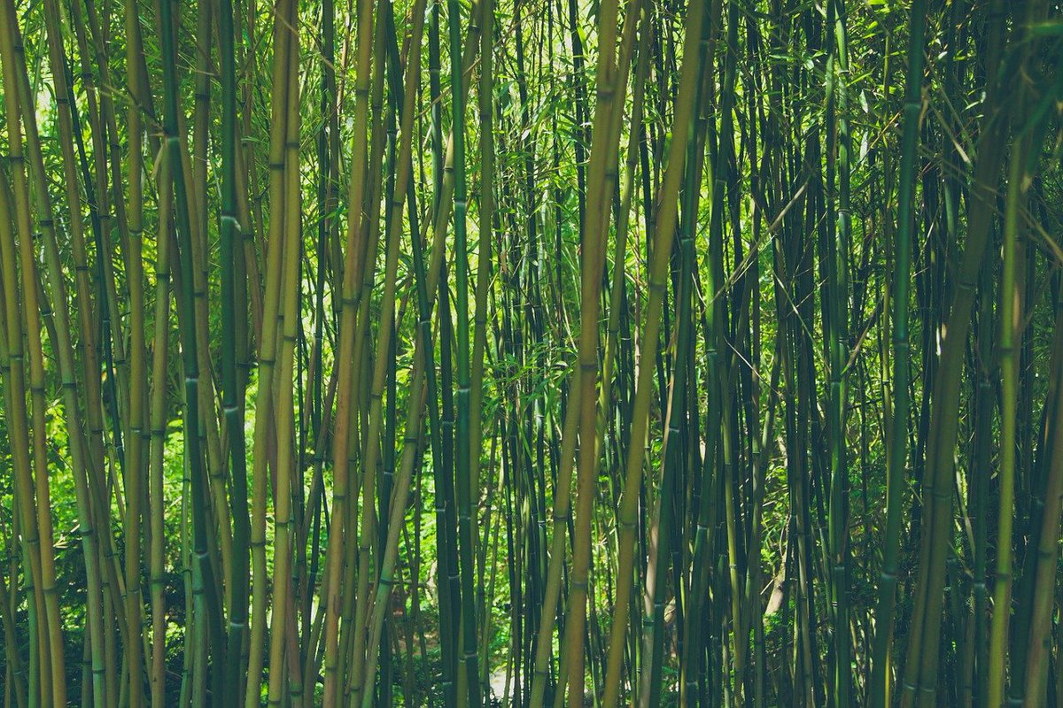 bamboo, forest, nature