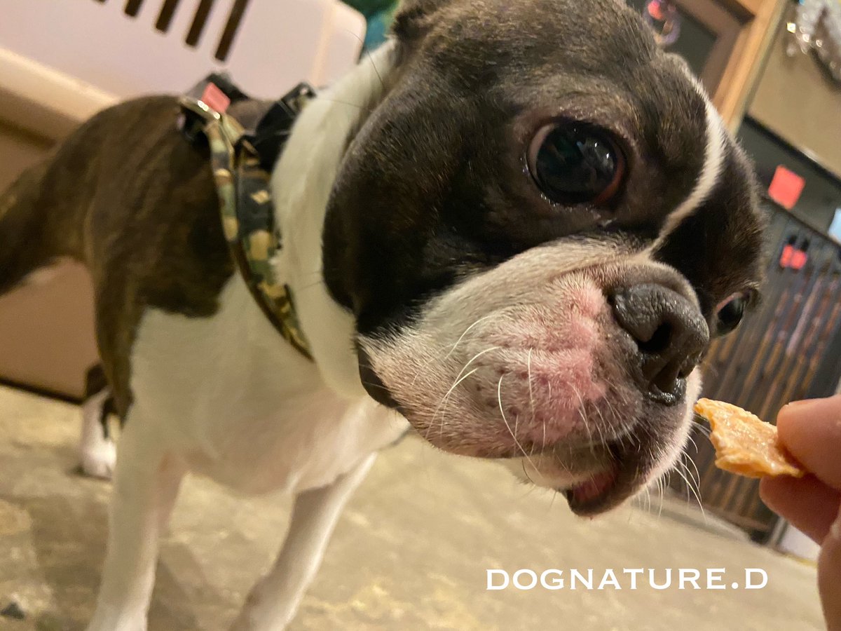 Dちゃん♪ご来店中のご様子です♪
お散歩前と、フロアでお食事のご様子です♪