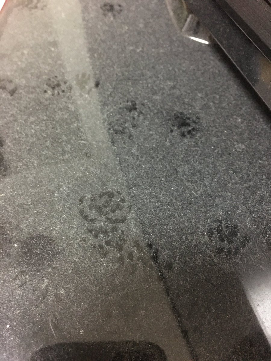 けろたん テレビの下が埃まみれだったせいで ぽんさんの痕跡がwww ぽん ハムスター