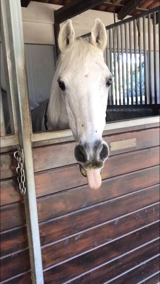 I’m Loving Memory of Hearts.  2/14/83 - 1/4/21 💔#TongueOutTuesday