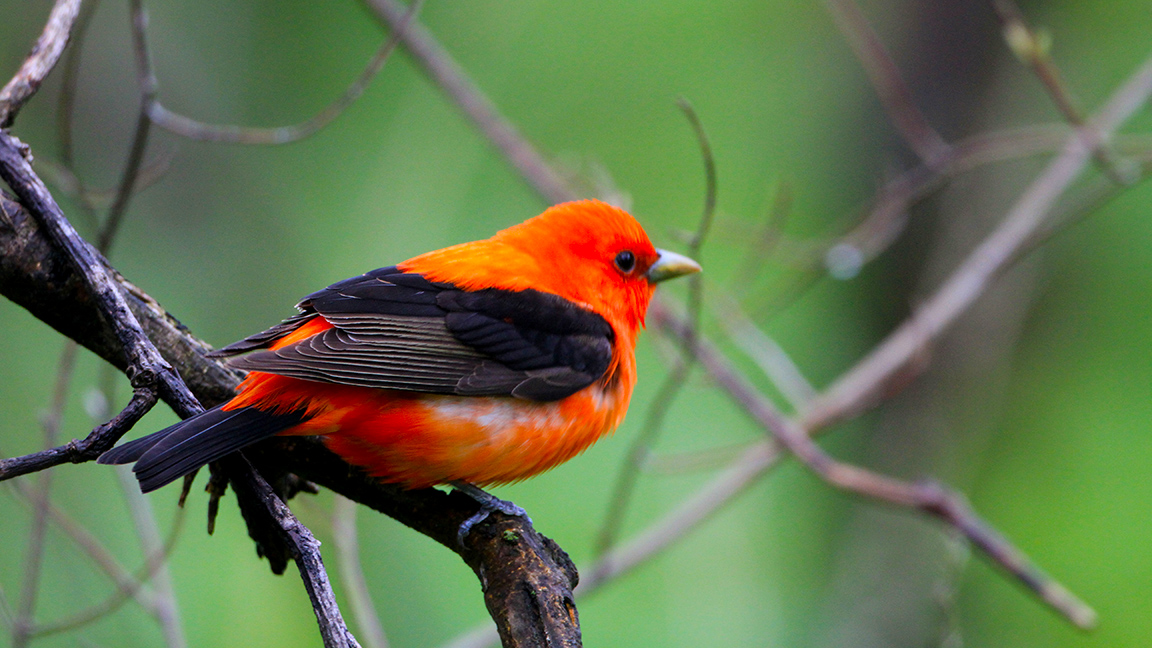yourriverwood's tweet image. Hope your #NationalBirdDay is a colourful one!

Riverwood residents pictured here: Baltimore oriole, American goldfinch, scarlet tanager, and blue jay.