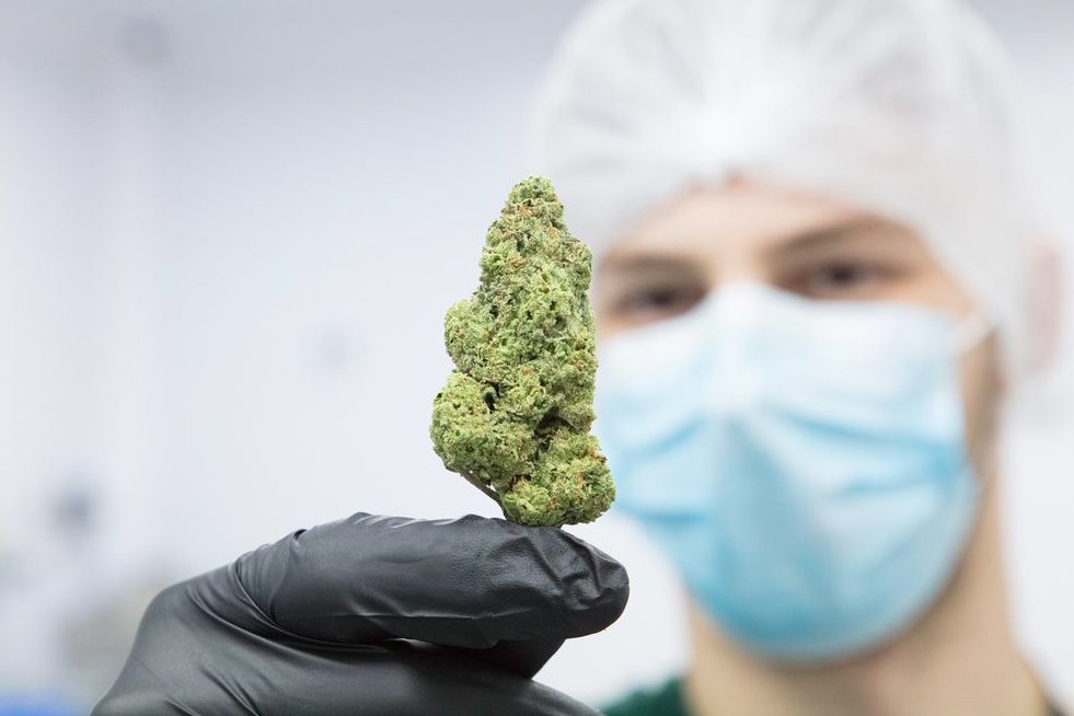 Curious about our #medicalcannabis products? Learn more about how we cultivate &amp; produce an array of dried cannabis products from curing &amp; trimming whole cannabis flower or through our precise blends of ground #cannabis: bit.ly/38ja93U #Fotmer