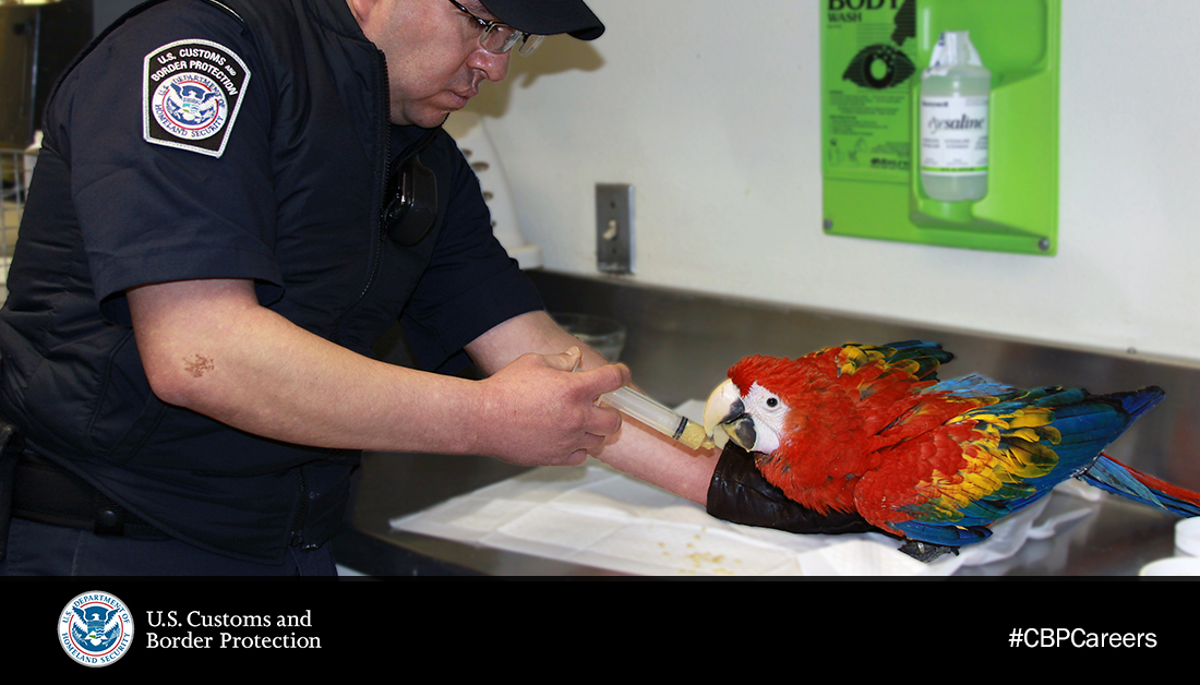 Man in blue uniform holding a syringe stands next to a colorful bird sitting on a table