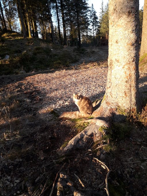 #Bergen #Norwegianforestcat #CatsOfTwitter #naturallight https://t.co/gBMFLyvwV2<a href="/tag/bergen"class="tags">#Bergen</a><a href="/tag/norwegianforestcat"class="tags">#Norwegianforestcat</a><a href="/tag/catsoftwitter"class="tags">#CatsOfTwitter</a><a href="/tag/naturallight"class="tags">#naturallight</a>