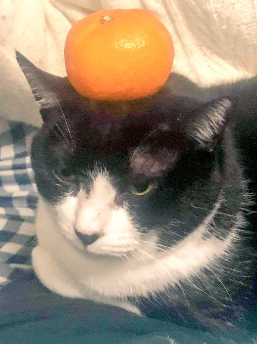 猫画のtwitterイラスト検索結果