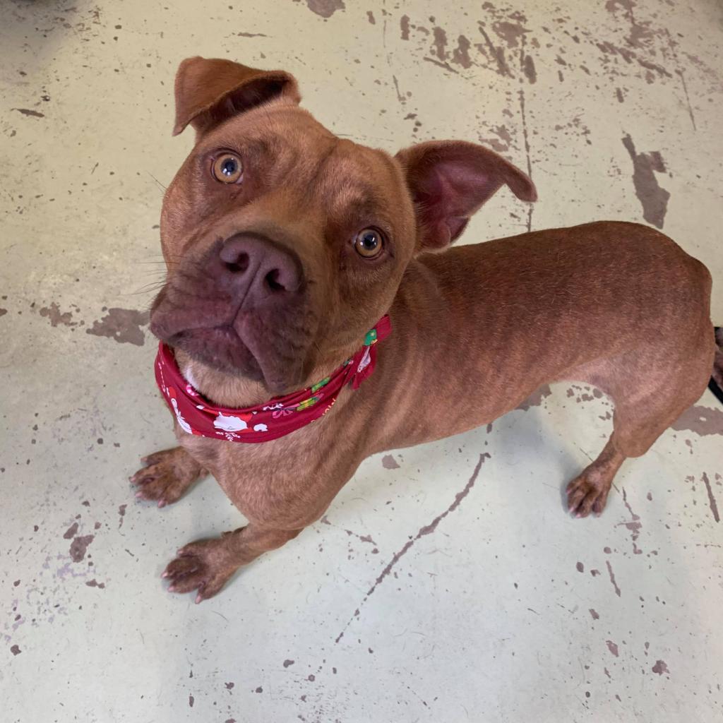 Violet is a recent arrival here at Pets Alive, and she could use some help finding a forever home! This girl has a drive for life, but she needs someone to continue teaching her how to be a polite lady. She's just happy-go-lucky!

Email adoptions@gmail.com to learn more!