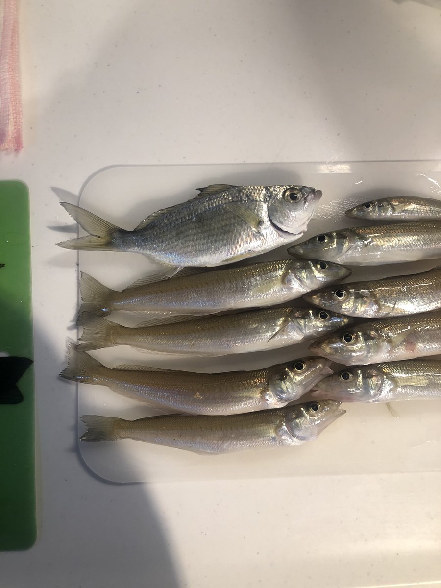 Bisco0929 本日長井港で釣れました キスじゃない鯵っぽい魚の種類わかる人教えてください お願いします 釣り 釣果 三浦半島 釣り歴2ヶ月 キス 鱚 メジナ Bisco0929 本日長井港で釣れました キスじゃない鯵っぽい魚の種類わかる人教えてください お願いします 釣り 釣果 三浦半島 釣り歴2ヶ月 キス 鱚 メジナ