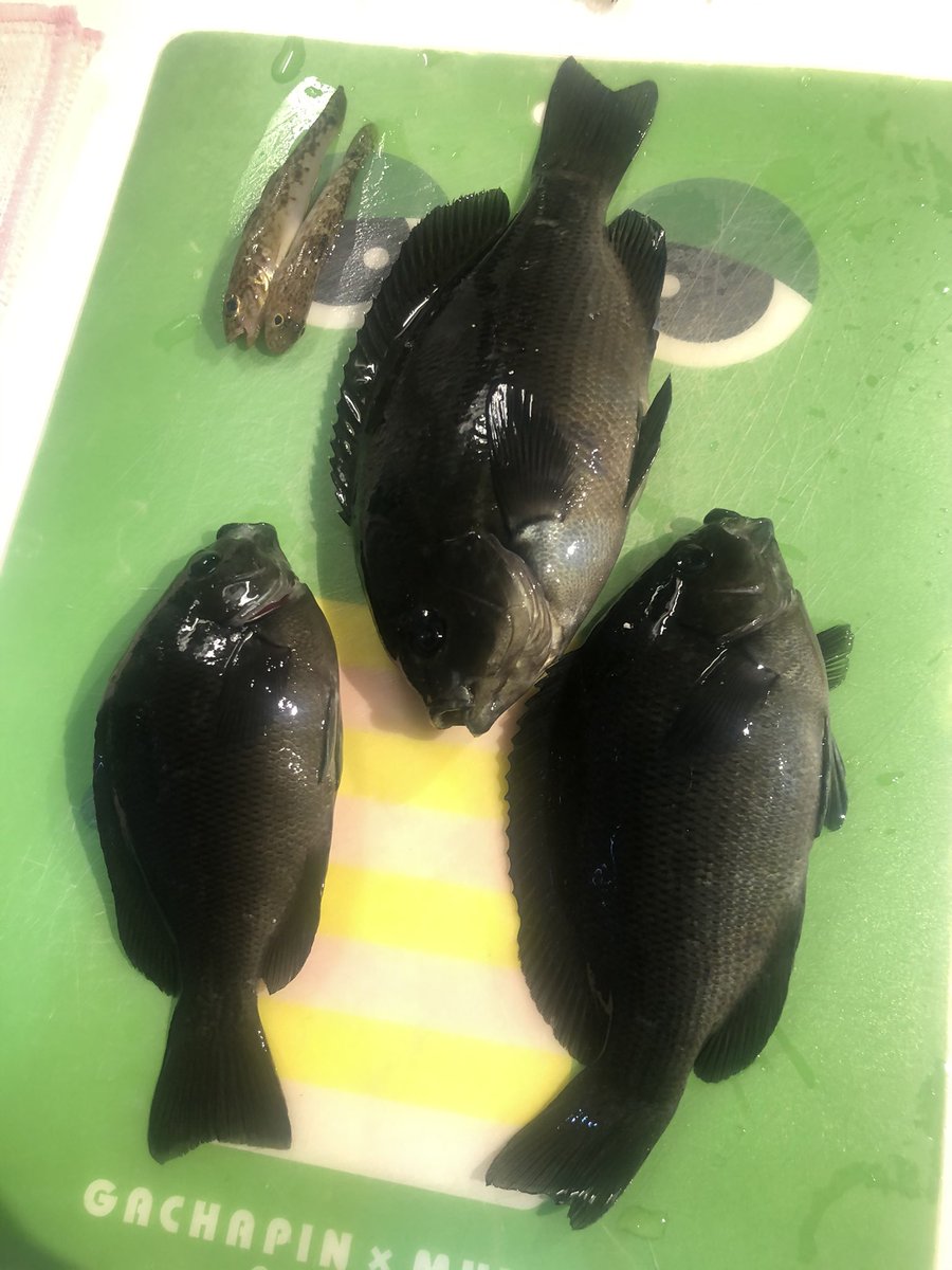 Bisco0929 本日長井港で釣れました キスじゃない鯵っぽい魚の種類わかる人教えてください お願いします 釣り 釣果 三浦半島 釣り歴2ヶ月 キス 鱚 メジナ Bisco0929 本日長井港で釣れました キスじゃない鯵っぽい魚の種類わかる人教えてください お願いします 釣り 釣果 三浦半島 釣り歴2ヶ月 キス 鱚 メジナ