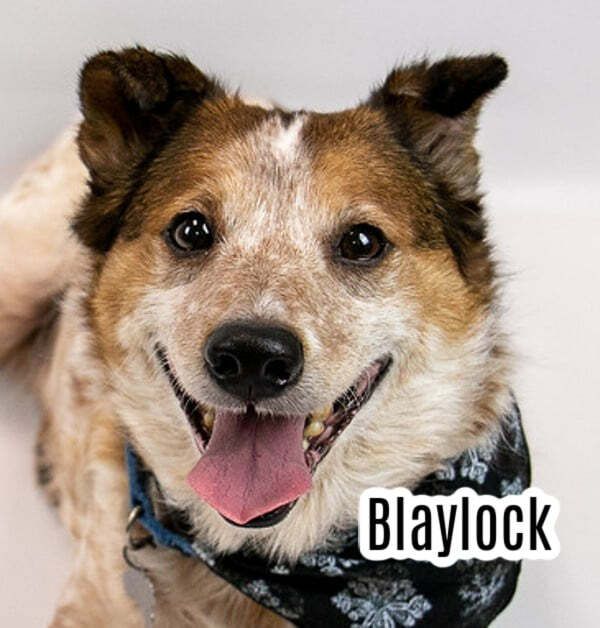 Blaylock
A LOVABLE, SMART COOKIE

AGE/SIZE 8 years old / 41 lbs. 
BREED Heeler / Beagle mix
GENDER Male

Hello there!  My name’s Blaylock – a sweet, chunky guy who is sure to steal your heart!  I had a home and a family, but they were gone up to 10 hours a day and knew I des…