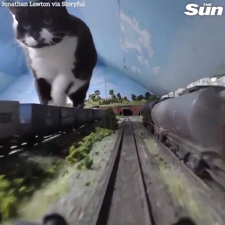 The Sun on Twitter "Large cat causes rail disruption 😂"