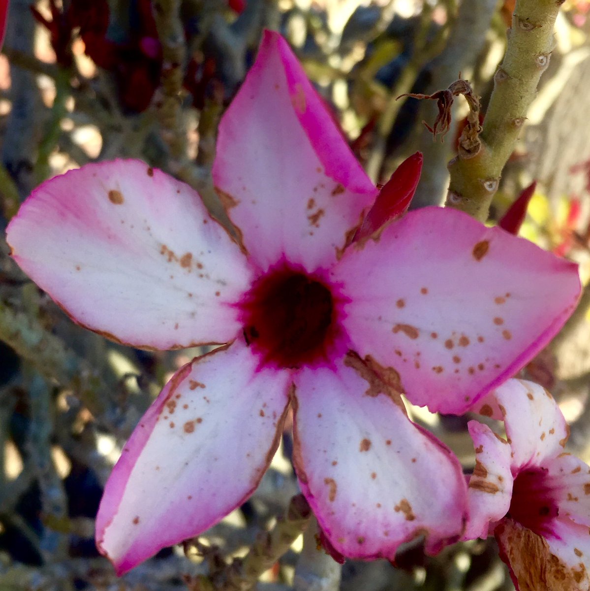 CafeMuscato's tweet photo. Blight...
#DailyFlora https://t.co/A5W1NDPQok