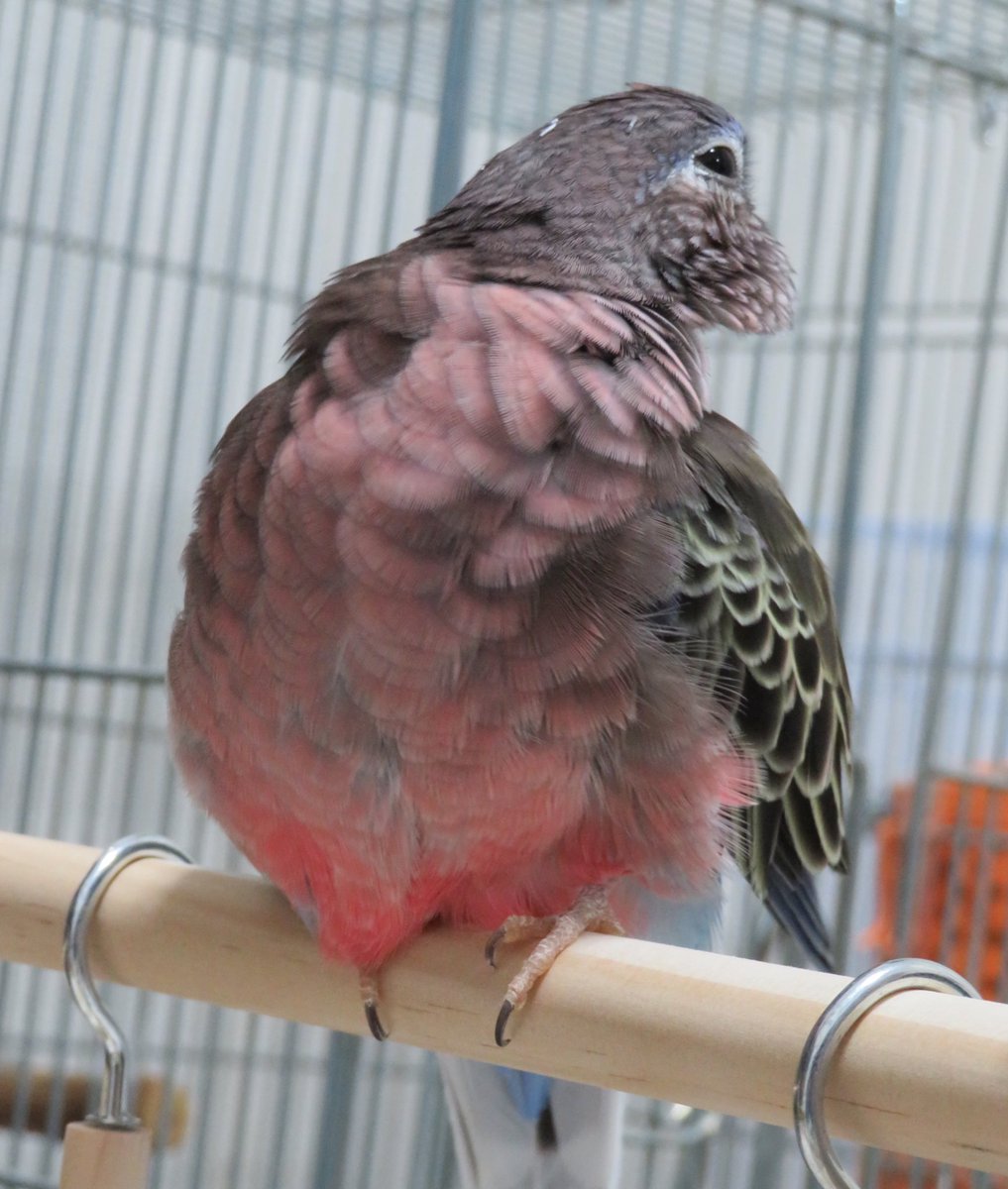 むぎ アキクサインコ このほっぺで飯3杯いける アキクサインコ アキクサインコノーマル むぎ アキクサインコ このほっぺで飯3杯いける アキクサインコ アキクサインコノーマル