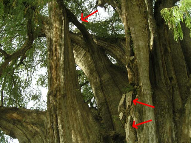 3/The age is unknown.The best scientific estimate based on growth rates is 1,433-1,600 years.Local Zapotec legend holds it was planted abt 1,400 yrs ago by Pechocha, a priest of the Aztec wind god (this is in broad agreement with the scientific estimate). #thicktrunktuesday