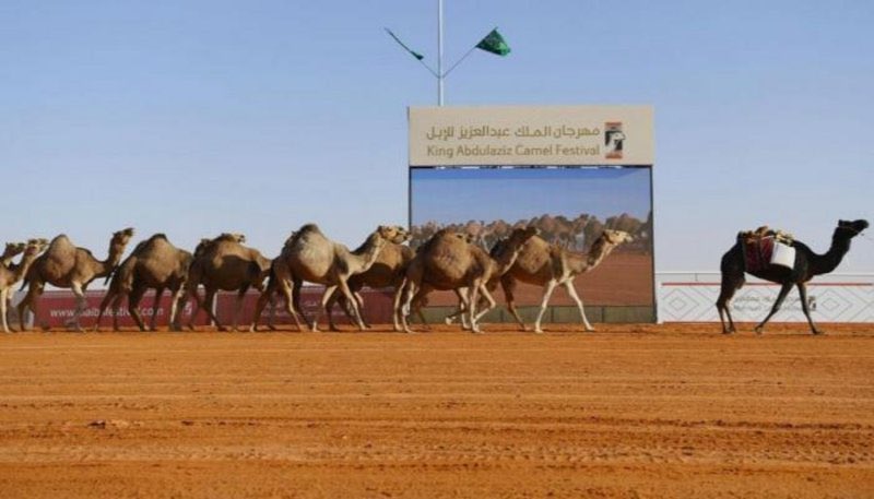 محطات مهمة في النسخة الخامسة لـ مهرجان الملك عبدالعزيز للإبل.