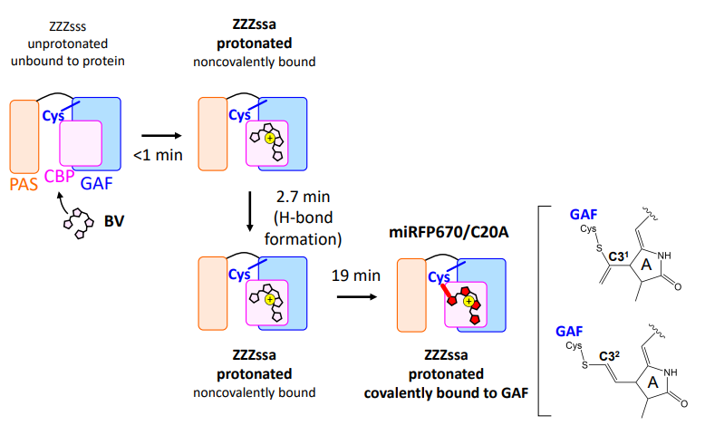 CommsChem's tweet image. Here the binding of biliverdin to miRFP proteins is studied using time-resolved stimulated Raman spectroscopy and quantum mechanical/molecular mechanics calculations. @YHontani go.nature.com/2LjT0PR