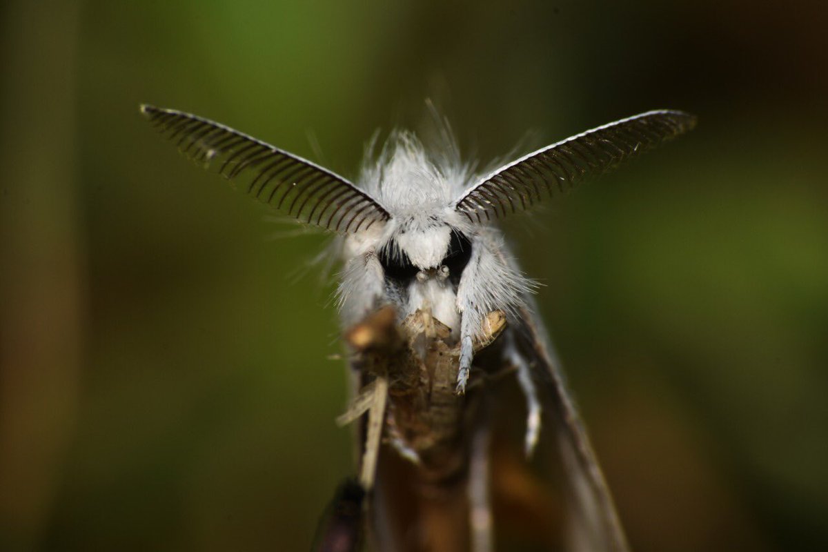 The yellow-tail, goldtail moth or swan moth ( #Sphrageidussimilis) is a moth of the family Erebidae.