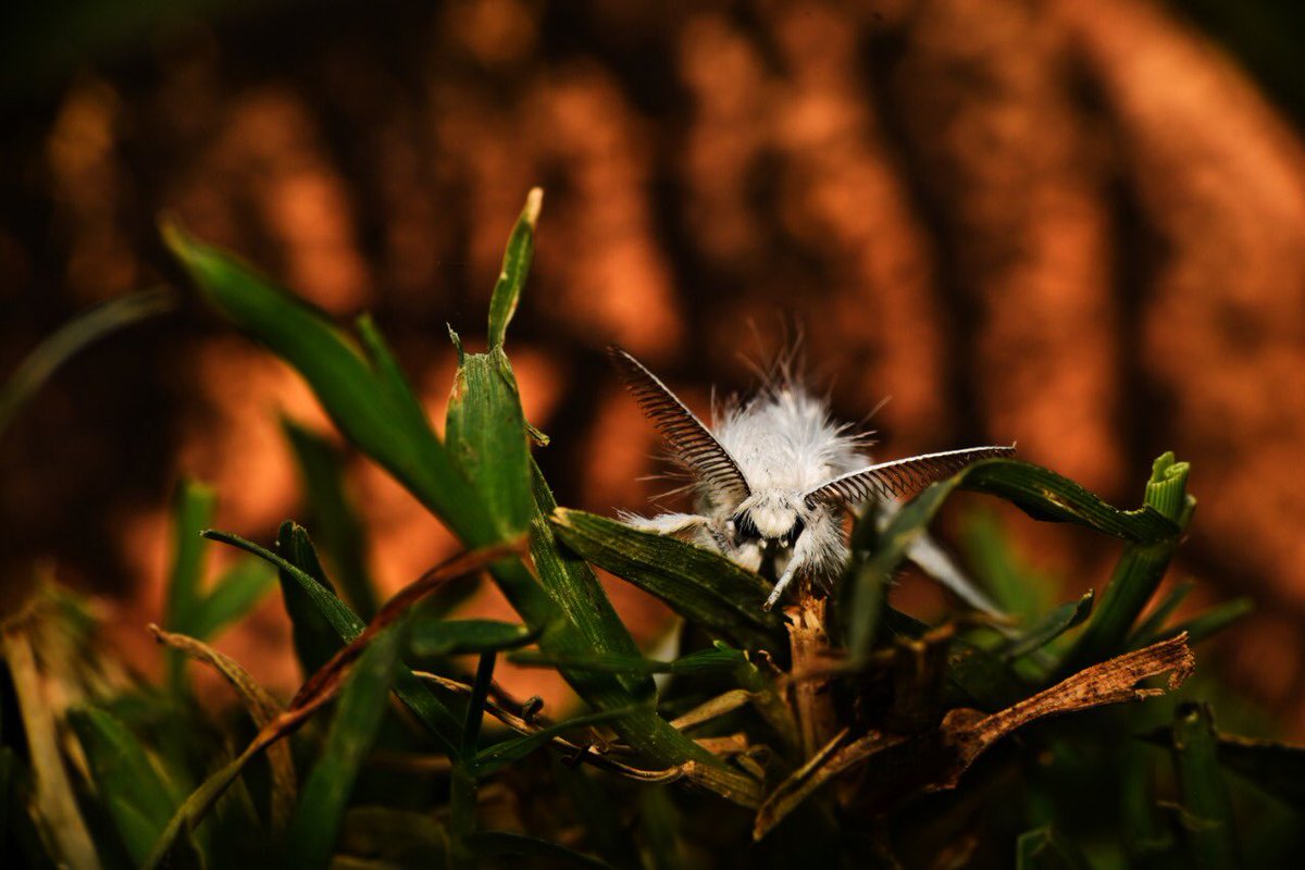 The yellow-tail, goldtail moth or swan moth ( #Sphrageidussimilis) is a moth of the family Erebidae.