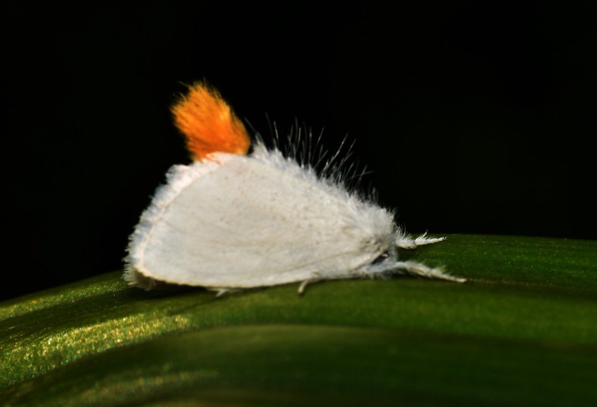 The yellow-tail, goldtail moth or swan moth ( #Sphrageidussimilis) is a moth of the family Erebidae.