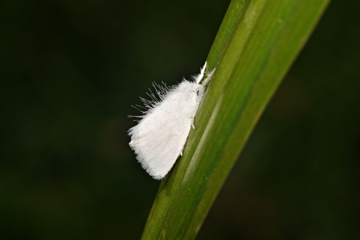 It is distributed throughout Europe to the Urals, then east across the Palearctic to Siberia and south to India and Sri Lanka