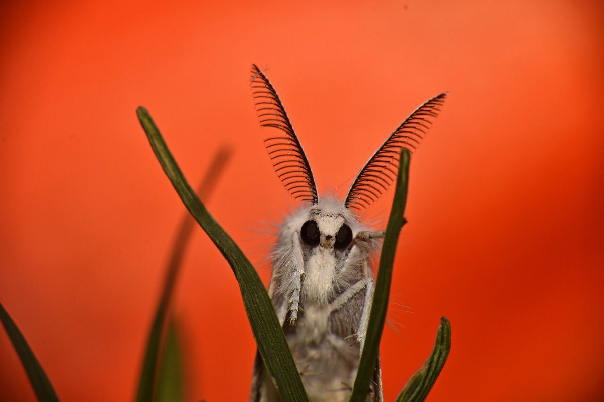 These species was first described by Johann Kaspar Füssli in 1775, and has commonly been placed within the related genus Euproctis.  @pargaien  @NikhithaBoga  @HiHyderabad  @HarithaHaram  @IndiAves  #BBCWildlifePOTD  #Indiwild  @ThePhotoHour  @WildlifeMag  @NatGeoIndia  @NikonIndia