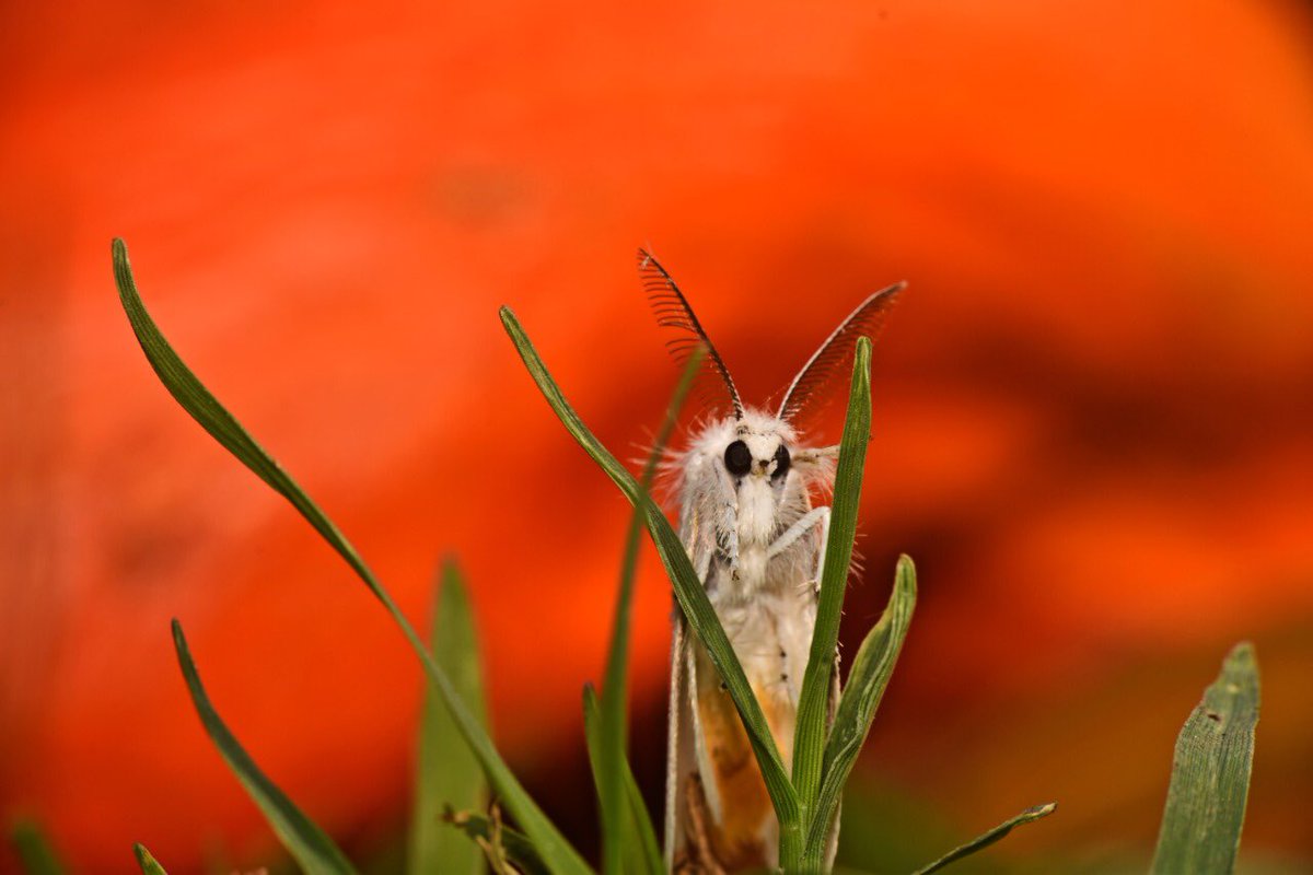 These species was first described by Johann Kaspar Füssli in 1775, and has commonly been placed within the related genus Euproctis.  @pargaien  @NikhithaBoga  @HiHyderabad  @HarithaHaram  @IndiAves  #BBCWildlifePOTD  #Indiwild  @ThePhotoHour  @WildlifeMag  @NatGeoIndia  @NikonIndia