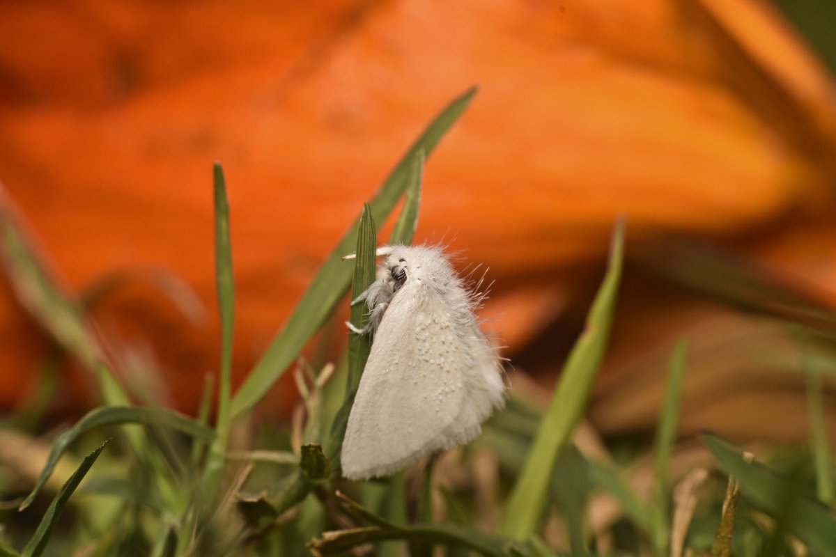 These species was first described by Johann Kaspar Füssli in 1775, and has commonly been placed within the related genus Euproctis.  @pargaien  @NikhithaBoga  @HiHyderabad  @HarithaHaram  @IndiAves  #BBCWildlifePOTD  #Indiwild  @ThePhotoHour  @WildlifeMag  @NatGeoIndia  @NikonIndia