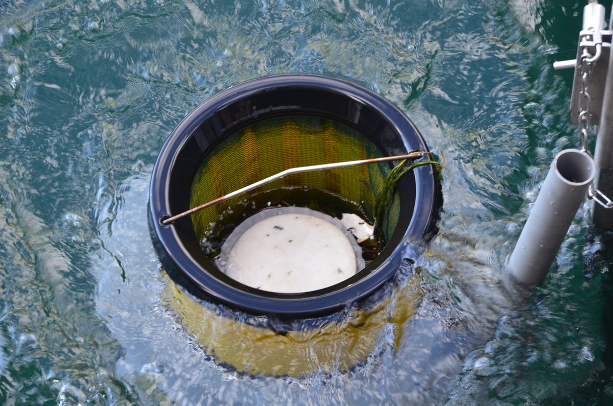 PortsToronto's tweet image. The @UofTTrashTeam reports that over the 2020 season, between July and October, an average of 28,284 small pieces of anthropogenic debris were diverted per @PortsToronto #Seabin, for a total 84,854 pieces of plastic litter removed from Lake Ontario.