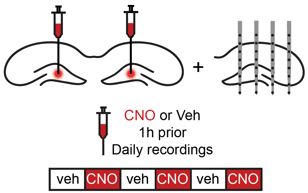 We suppressed CA3 & DG PV+ or SST+ interneurons (via hM4D) and recorded LFP, which we used as a proxy for CA3 and EC drive. We hypothesized suppressing PV+ would increase CA3 drive, while suppressing SST+ would increase EC drive 4/11