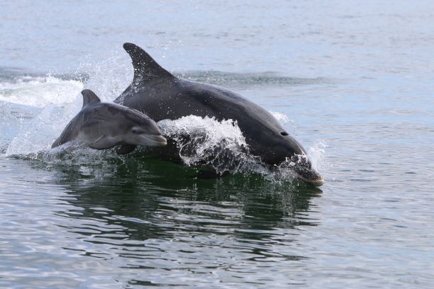 CIEEMnet's tweet image. Member network event! 
Don't miss it. Join our online marine quiz, organised by the Marine and Coastal SIG and the Scottish Section Committee, to celebrate Scotland’s Year of Coasts and Waters. #CIEEMScot
events.cieem.net/Events/EventPa…
Credit to Claire Lacey @_clacey for the image.
