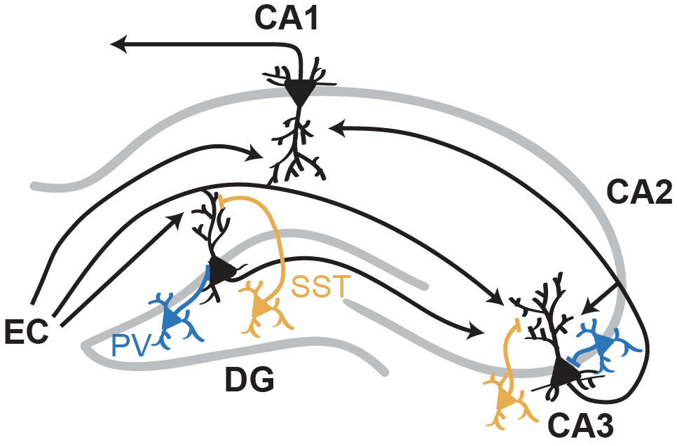 Internal (from CA3) and external (from EC) inputs drive different aspects of memory processing, and so must be balanced to avoid interference. We posited that PV+ and SST+ interneurons are well positioned to regulate these 2 types of drive, respectively 2/11