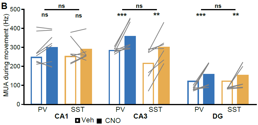 As a gut check, we confirmed that suppressing either interneuron type led to an increase in local MUA. But, both change MUA in the same direction & don't affect CA1 MUA. Yet they still modulated CA1 LFP, in opposite directions 5/11