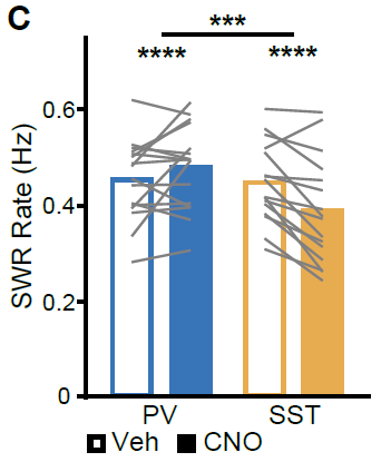 During rest, signatures of CA3 drive (e.g. ripple rate) increased following PV+ suppression and decreased following SST+ suppression 6/11