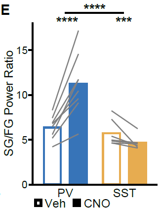 During running, signatures of CA3 drive (e.g. slow gamma) increased following PV+ suppression and decreased following SST+ suppression, while signatures of EC drive (e.g. fast gamma) decreased following PV+ suppression and increased following SST+ suppression 7/11