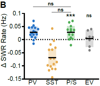 What about suppressing both types simultaneously? Same result as just suppressing PV+. Check it out, along with CA3 & DG LFP and many levels of controls, in the 6 supp. figures & 6 supp. tables 8/11