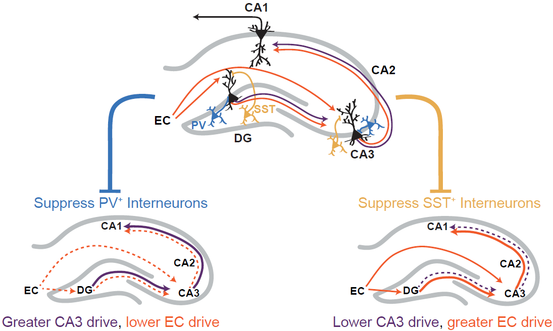 TLDR: we found suppressing CA3+DG PV+ interneurons ungates CA3 drive to CA1, while suppressing CA3+DG SST+ interneurons facilitates inputs from EC to DG+CA3 which in turn drives CA1 9/11