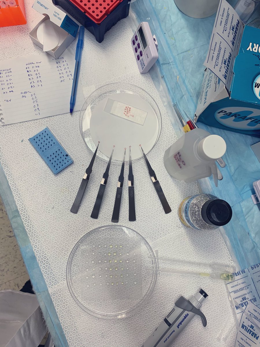 Tina_R_Matin's tweet image. Starting the year on a Negative Staining TEM note! 24 samples to 👀 at! Here we go! 
#ElectronMicroscopy #TransmissionElectronMicroscopy #Microscopy