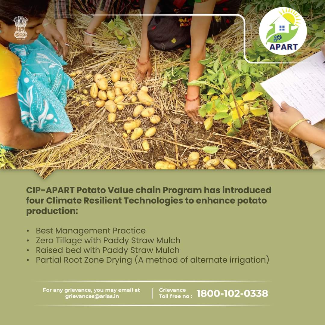 bps311's tweet photo. CIP-APART Potato value chain program introduced 4 Climate Resilient practices to enhance potato production:
#BestManagementPractice
#ZeroTillage #PaddystrawMulch
#RaisedBed #PaddyStrawMulch
#PartialRootZoneDrying #PRD
@potatonewstoday
@Cipotato
@samarendumohant
@BarbaraWellsCIP https://t.co/eqeNTjdCmj