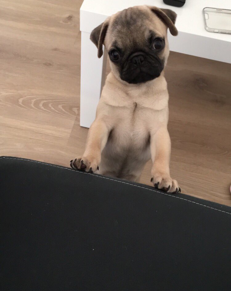 Chlooo_csn's tweet image. Je suis nostalgique. Ils sont devenus trop grands 😵