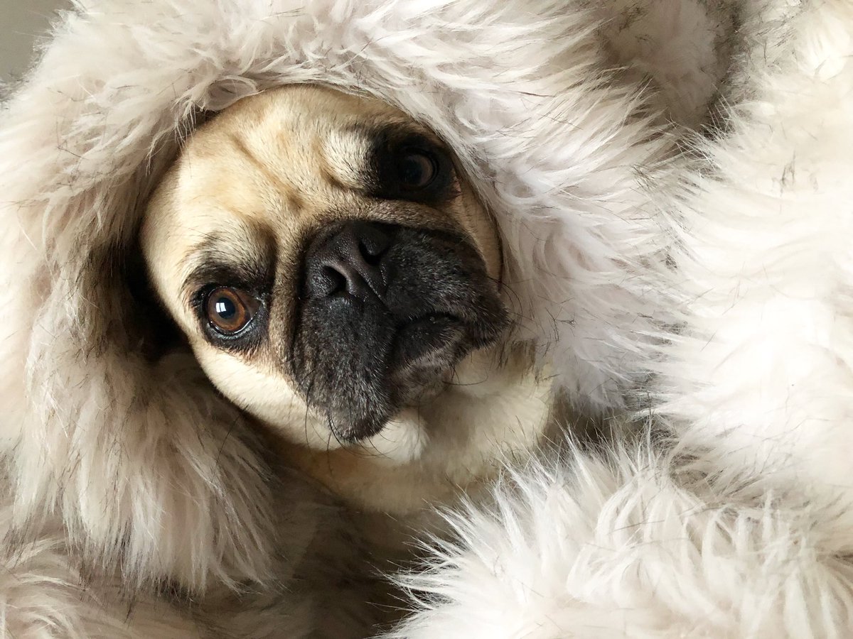 Chlooo_csn's tweet image. Je suis nostalgique. Ils sont devenus trop grands 😵