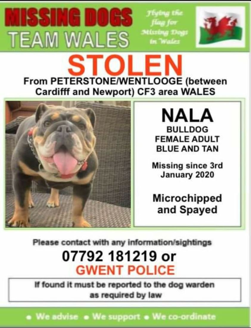 gelert01's tweet photo. #Nala missing 03/01/2020 one year today #Peterstone #Wentlooge Btwn #Cardiff & #Newport #Spayed #Chipped
🔺HELP FIND HER PLEASE🔺
@LostDogAlertUK @veryluckypugs @Cymru_01 @Lost_Dogs @FoundLostDogs @Ritalostdog @RedWelshy @thedogfinder https://t.co/TcN59jybvv