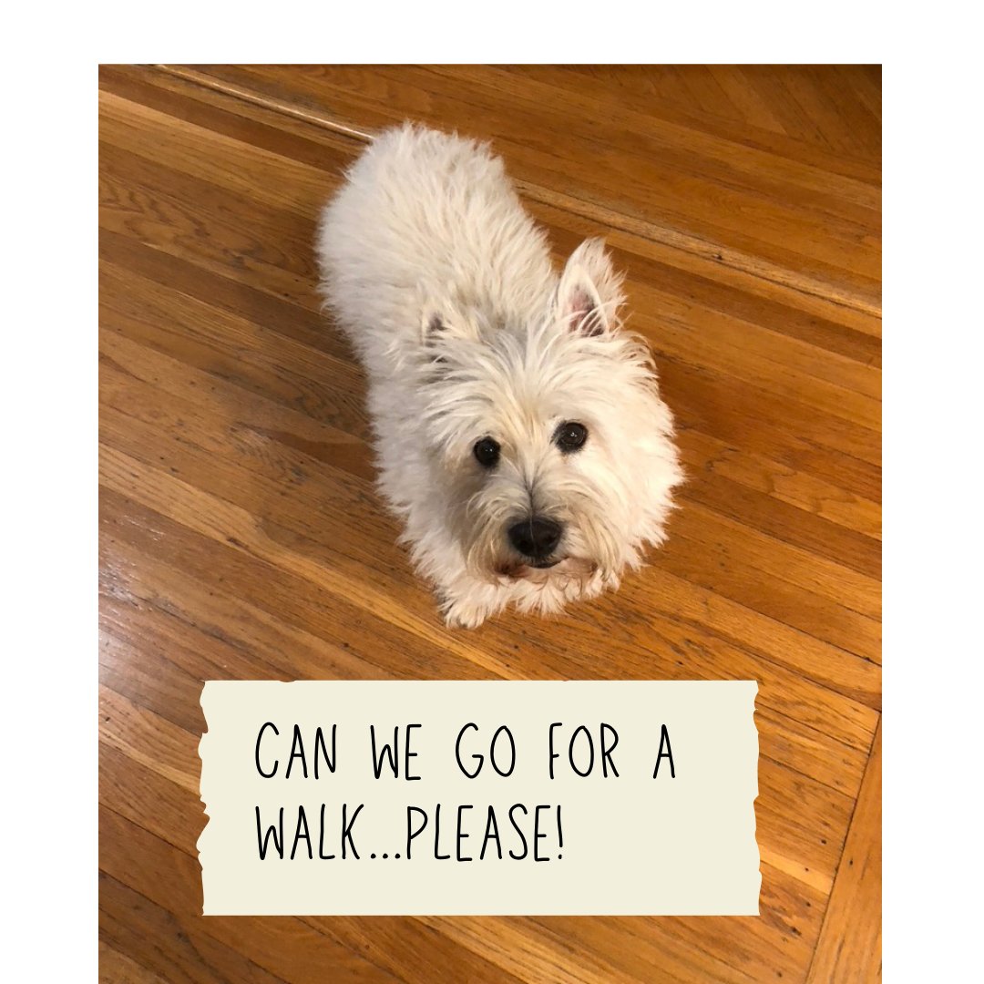 ecopawz's tweet photo. Wiley loves walks. Especially walks in the rain. Sometimes he needs a little motivation. Luckily, we have Chicken Jerky on hand. #wileystreats #ecopawz #chickenjerky #dogs #dogsofinstagram #dogwalk #hikingwithdogs #westies #shopsmallbusiness https://t.co/wD56GL14PR