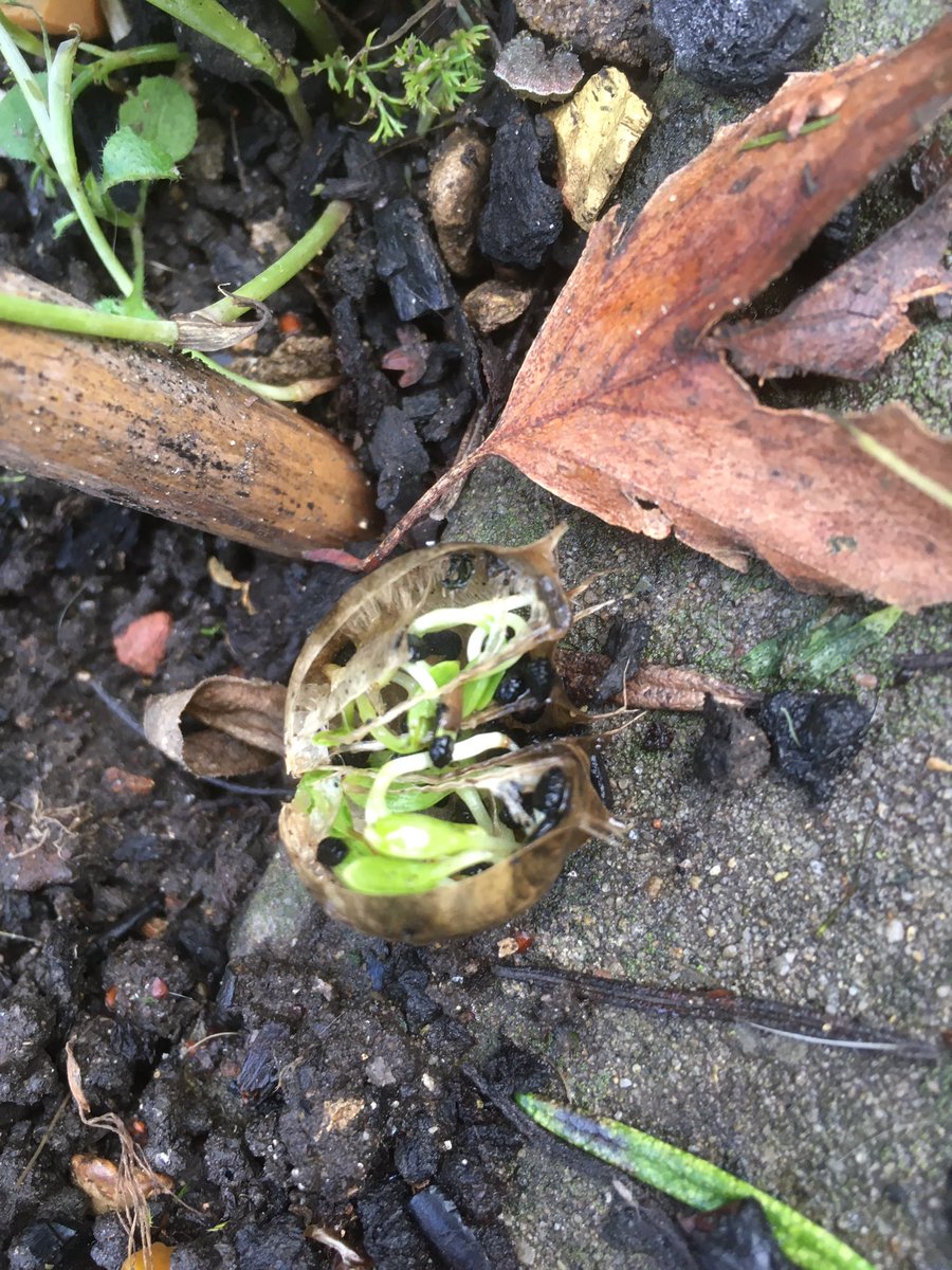 Bit of a garden tidy up and found some of love-in-a-mist (Nigella damascena) seed heads full of germinating seeds. New year. New life. 🌱
