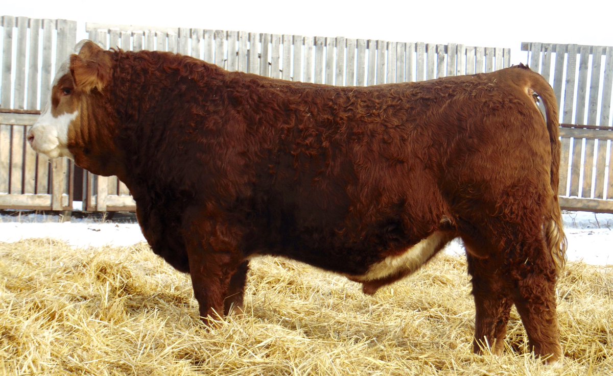 coleoliver_4's tweet image. Some of our bulls for sale by private treaty. For more information call/text Cole at 2042640522 or Luke at 2045225852. Bulls can be viewed at the farm.