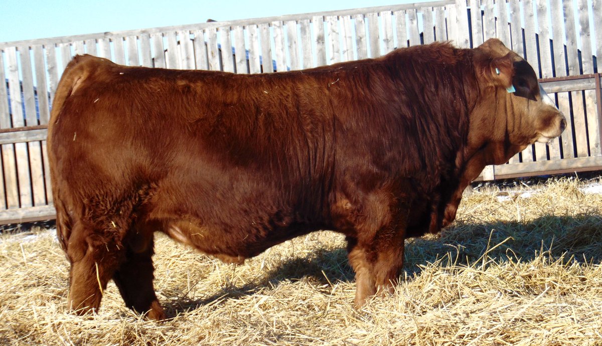 coleoliver_4's tweet image. Some of our bulls for sale by private treaty. For more information call/text Cole at 2042640522 or Luke at 2045225852. Bulls can be viewed at the farm.
