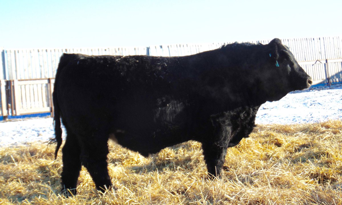 coleoliver_4's tweet image. Some of our bulls for sale by private treaty. For more information call/text Cole at 2042640522 or Luke at 2045225852. Bulls can be viewed at the farm.