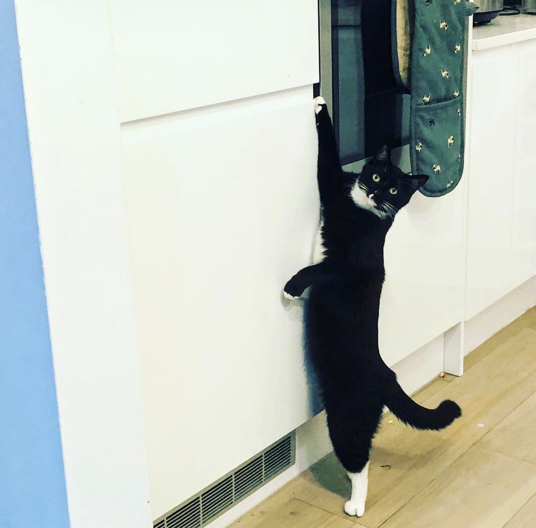 daily_fthc's tweet image. This is possibly the cutest cat picture on the internet! 

#boudicat #boudie #frankturnerarmy #fthc #notacult #CatsOnTwitter