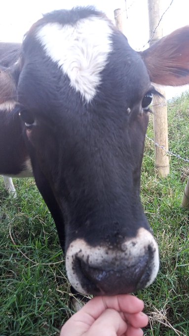 The cow..m https://t.co/ZIUz3uFCgt<a href="/tag/heaven"class="tags"><span>#heaven</span></a><a href="/tag/camboy"class="tags"><span>#camboy</span></a><a href="/tag/camguy"class="tags"><span>#camguy</span></a>