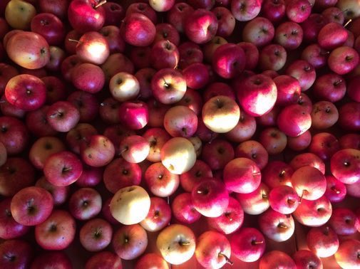 The UK has eradicated many of its orchards and now imports 70% of its apples - often from across the world. Have you got space in your garden or community to plant an apple tree or two? Each new tree could help cut food miles, soak up CO2 and benefit all sorts of wildlife 🍎