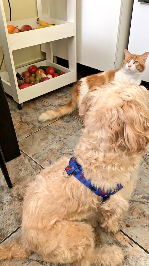 incondic_peru's tweet photo. #ADOPTADO💞🏡
Después de tanto batallar, ya fue adoptado y vive la vida que merece. Comparte el departamento con su hermano y mamá Linda🙎🏻♀️🐱💞🐶
#AdoptarSalvaVidas
#PetLover #Rescatados
#AmorDelBueno
#Cats #Muchis https://t.co/vcmTVpHAGj