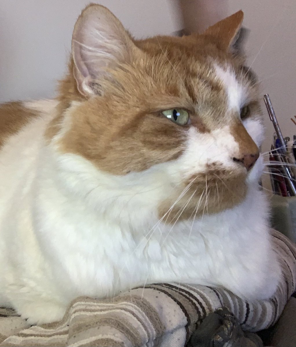 guernseyFlower's tweet image. Someone has taken to modeling. The range is for larger cats.....#CatsOnTwitter #modelcat